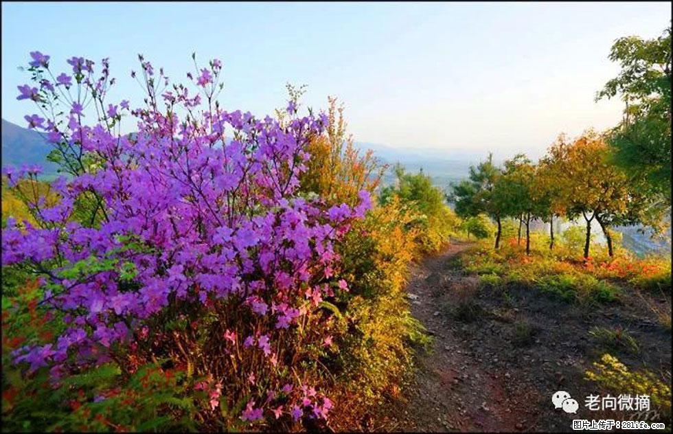 【春天，广西桂林灌阳县向您发出邀请！】登麒麟山，相约映山红 - 游山玩水 - 鄂尔多斯生活社区 - 鄂尔多斯28生活网 erds.28life.com