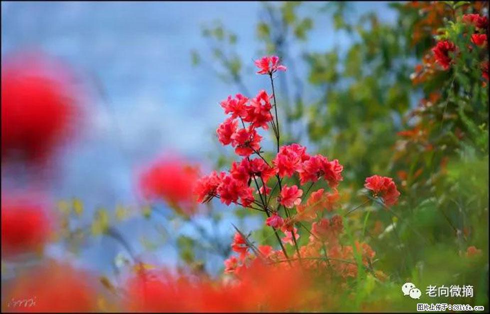 【春天，广西桂林灌阳县向您发出邀请！】登麒麟山，相约映山红 - 游山玩水 - 鄂尔多斯生活社区 - 鄂尔多斯28生活网 erds.28life.com