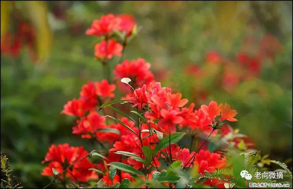 【春天，广西桂林灌阳县向您发出邀请！】登麒麟山，相约映山红 - 游山玩水 - 鄂尔多斯生活社区 - 鄂尔多斯28生活网 erds.28life.com