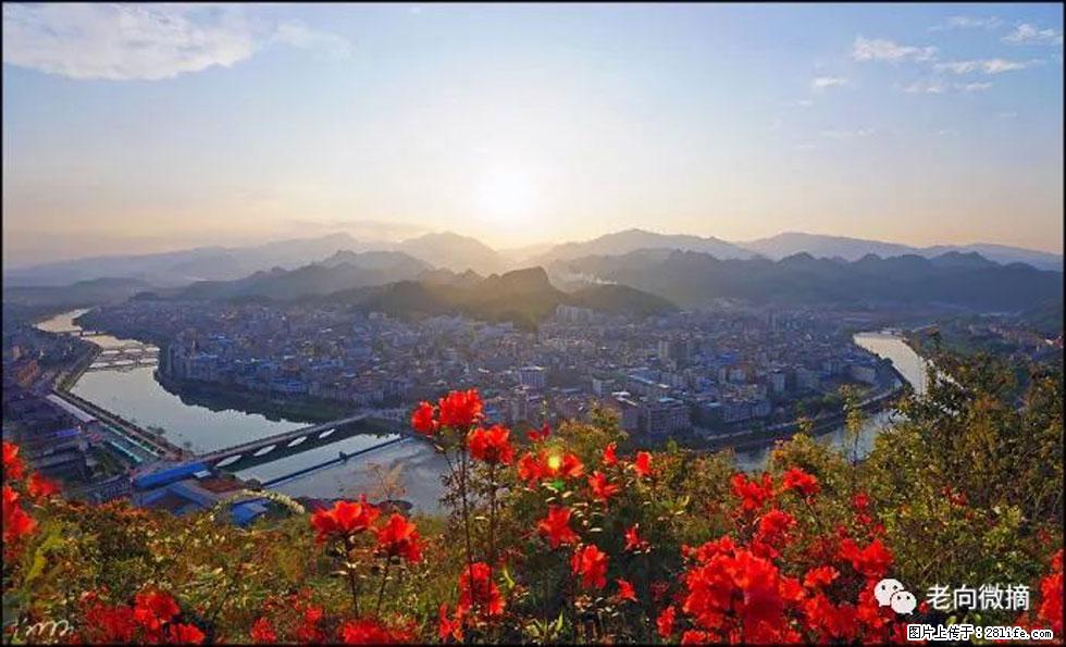 【春天，广西桂林灌阳县向您发出邀请！】登麒麟山，相约映山红 - 游山玩水 - 鄂尔多斯生活社区 - 鄂尔多斯28生活网 erds.28life.com
