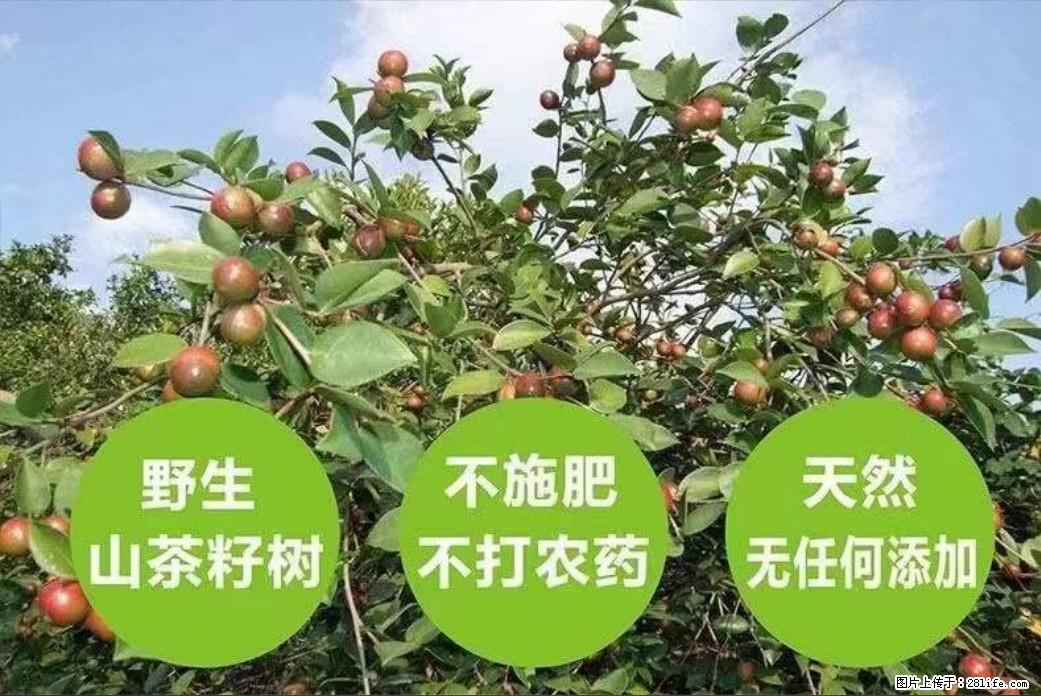 【灌阳县油茶产业示范区】一个有着充实的精神生活的人,对待身外之物自会有一种淡泊的态度 - 土特产 - 饮食特产 - 鄂尔多斯分类信息 - 鄂尔多斯28生活网 erds.28life.com