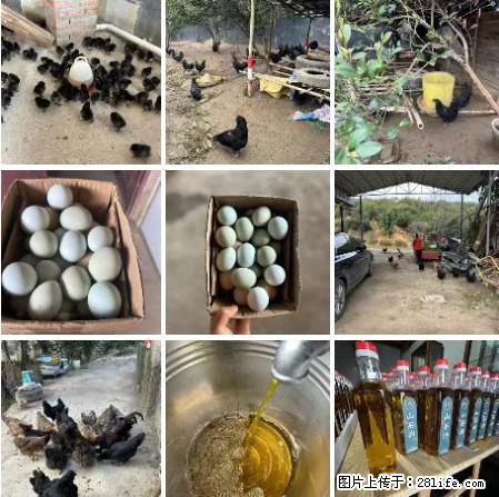 油茶园从小鸡仔开始养起的纯土鸡、土鸡蛋可以预定啦!还有前几天刚榨的纯山茶油哦 - 美食天地 - 鄂尔多斯生活社区 - 鄂尔多斯28生活网 erds.28life.com