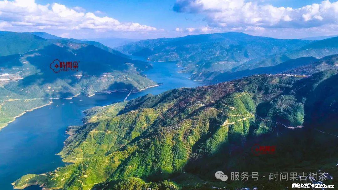 时间果百年古树龙珠普洱生茶 - 购物交流 - 鄂尔多斯生活社区 - 鄂尔多斯28生活网 erds.28life.com