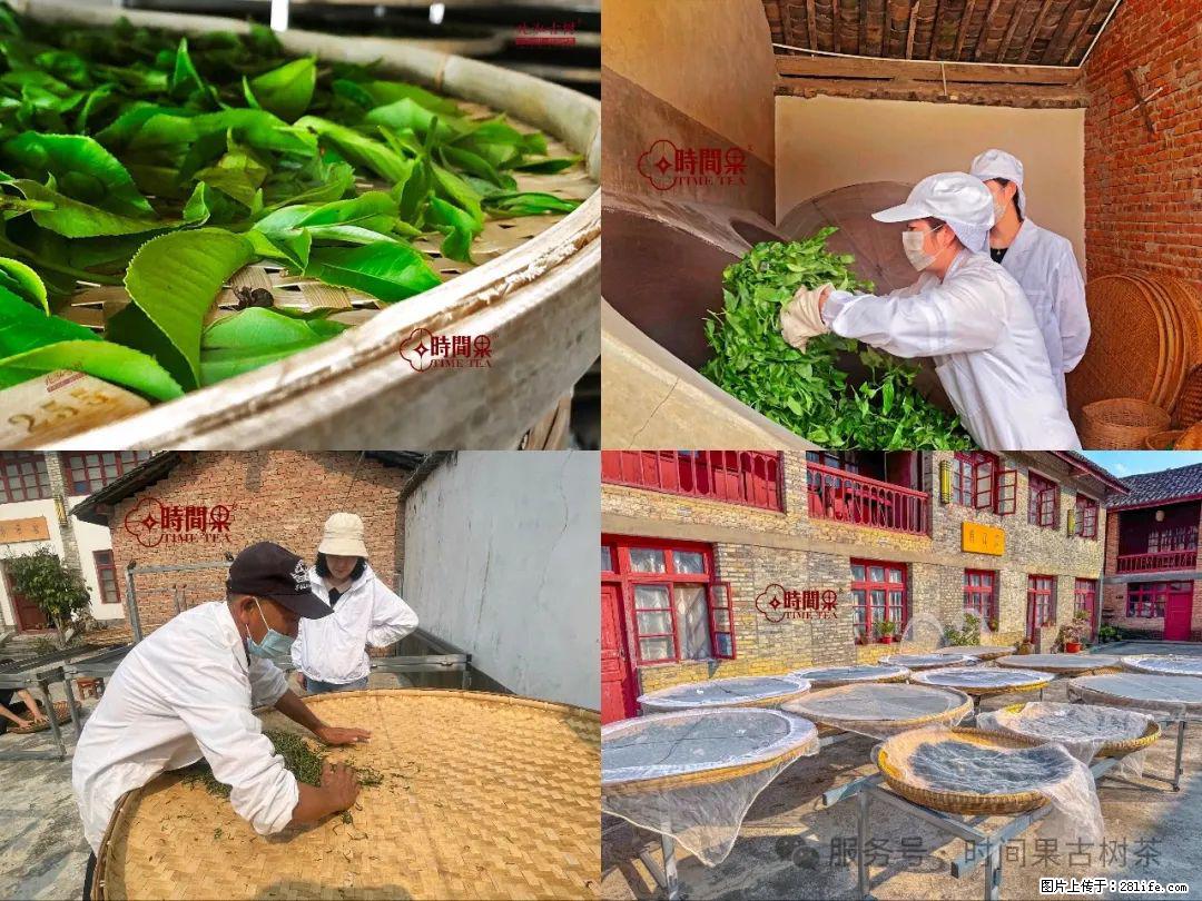 时间果百年古树龙珠普洱生茶 - 购物交流 - 鄂尔多斯生活社区 - 鄂尔多斯28生活网 erds.28life.com