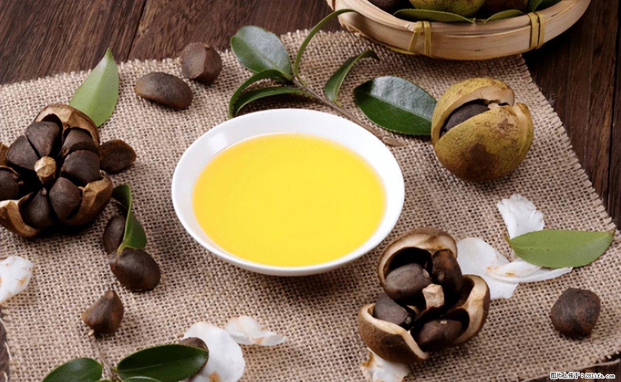 揭秘茶油的5大核心营养成分！被称为人体健康的“守护盾”！ - 鄂尔多斯生活资讯 - 鄂尔多斯28生活网 erds.28life.com