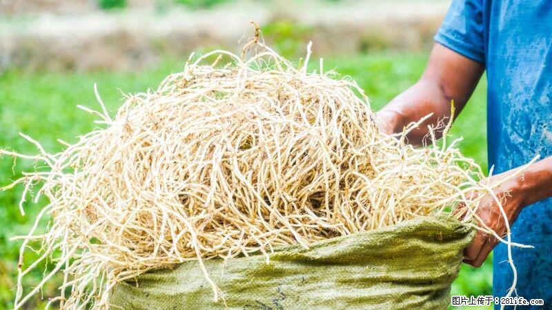 堪称“最难吃”的蔬菜，却是 “抗辐射神器”，还能护肺、清热、止咳化痰！ - 鄂尔多斯生活资讯 - 鄂尔多斯28生活网 erds.28life.com