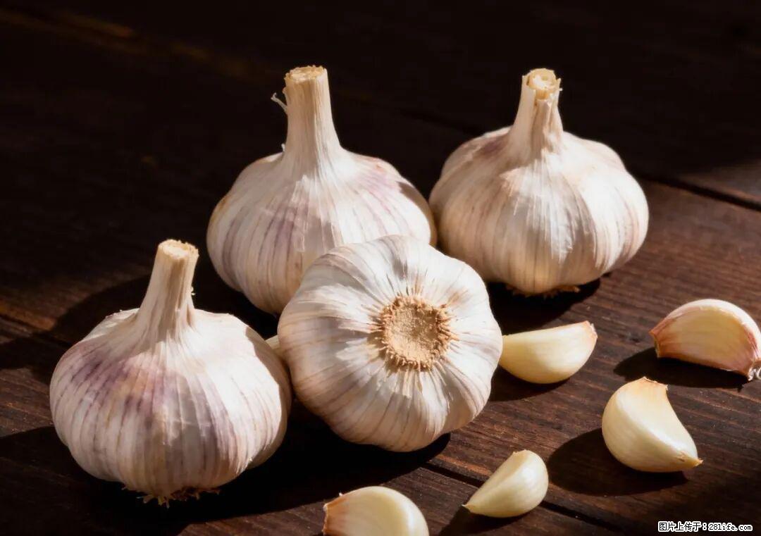 关于大蒜，除了“天然抗生素”，这4个谣言更该警惕! - 鄂尔多斯生活资讯 - 鄂尔多斯28生活网 erds.28life.com