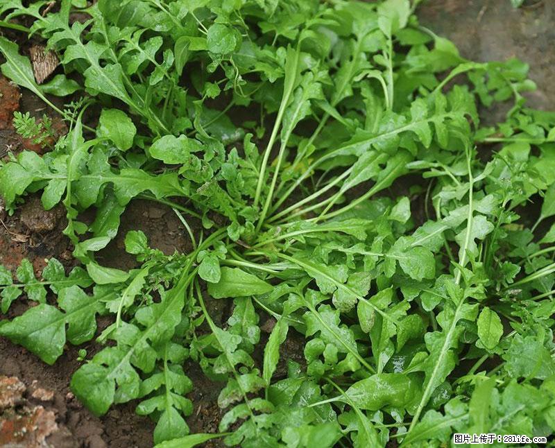 这些蔬菜是“天然钙片”，这6种被医生重点推荐 - 鄂尔多斯生活资讯 - 鄂尔多斯28生活网 erds.28life.com