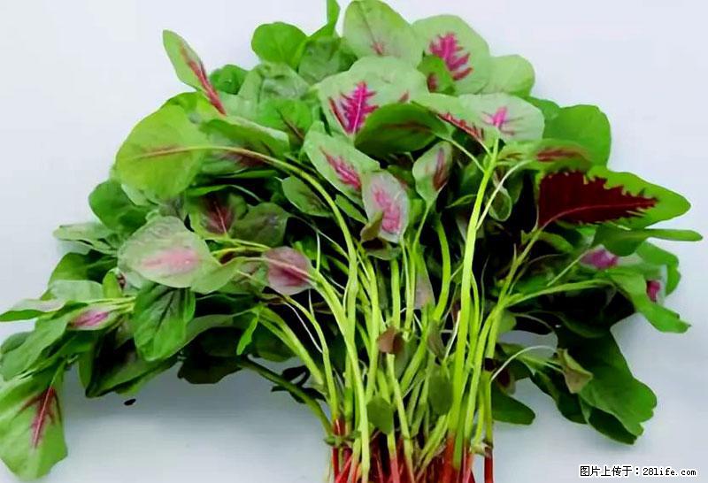 这些蔬菜是“天然钙片”，这6种被医生重点推荐 - 鄂尔多斯生活资讯 - 鄂尔多斯28生活网 erds.28life.com