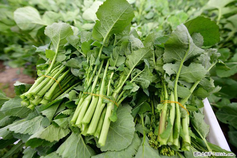 这些蔬菜是“天然钙片”，这6种被医生重点推荐 - 鄂尔多斯生活资讯 - 鄂尔多斯28生活网 erds.28life.com